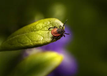 Zeckenbiss: Risiken, Prävention und Behandlung und den damit verbundenen Krankheiten