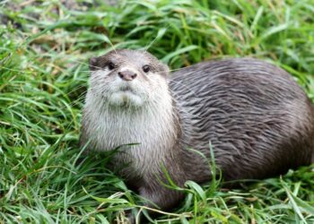 Deutschland wieder Fischotterland