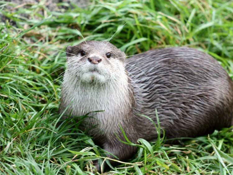 Deutschland wieder Fischotterland