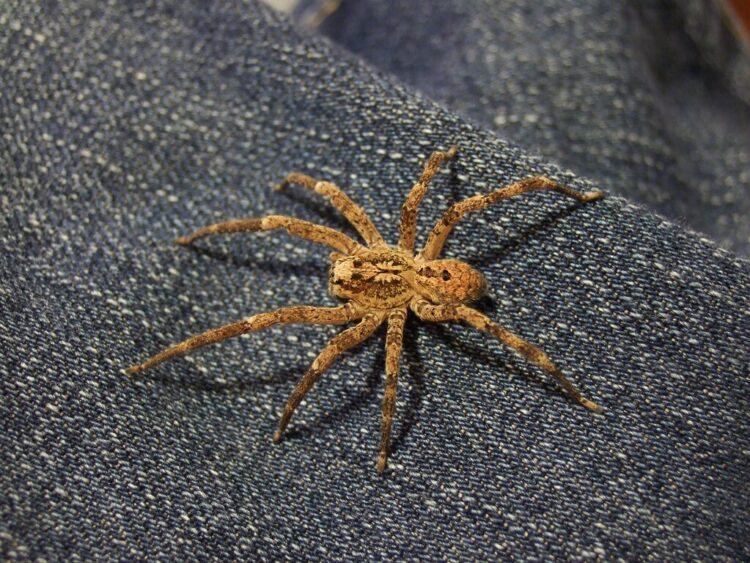 Nosferatu Spinne - Ausbreitung in Deutschland, Fakten und ein entlarvter Mythos