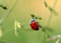 Umweltfreundliche Alternative - Nützlinge als Alternative zur Chemie bei der Schädlingsbekämpfung