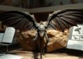 Microraptor Fossil