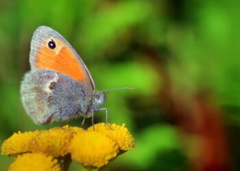 Deutsche Umwelthilfe zum Ende des Weltnaturschutzgipfels: "Trippelschritte gegen das Artensterben und leere Kassen bei der Naturschutzfinanzierung"