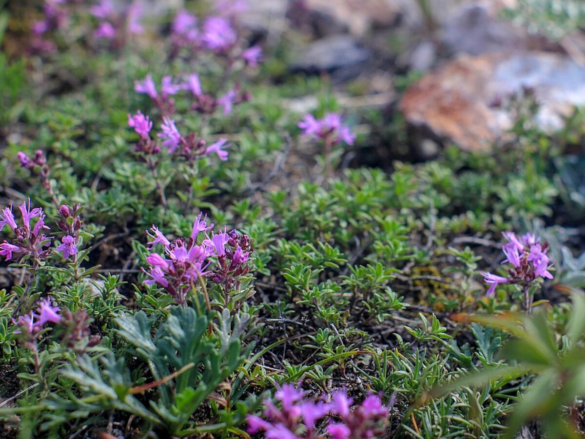 Roter kriechender Thymian  Pflanzen, Pflege, Wissen und Tipps fr  naturnahe Grten