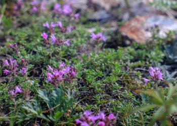 Roter kriechender Thymian – Pflanzen, Pflege, Wissen und Tipps für naturnahe Gärten