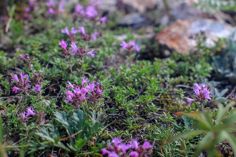Roter kriechender Thymian – Pflanzen, Pflege, Wissen und Tipps für naturnahe Gärten