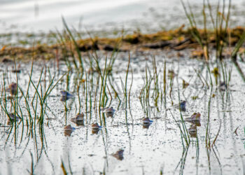 EU, Land und Region Hannover starten mit 34 Millionen Euro in Großprojekt für die Moore und ein gutes Klima