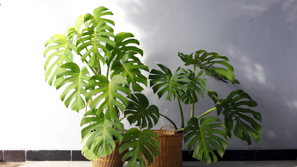 monstera hängend kaufen Rhaphidophora Tetrasperma (Monstera Minima) – Foliage Dreams
