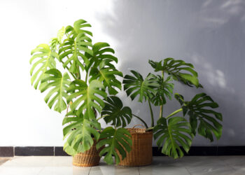 Monstera – tropische Charakterpflanze mit architektonischem Anspruch