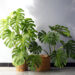 Monstera – tropische Charakterpflanze mit architektonischem Anspruch