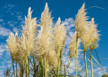 Pampasgras – Eleganz, Struktur und Wildheit im Garten
