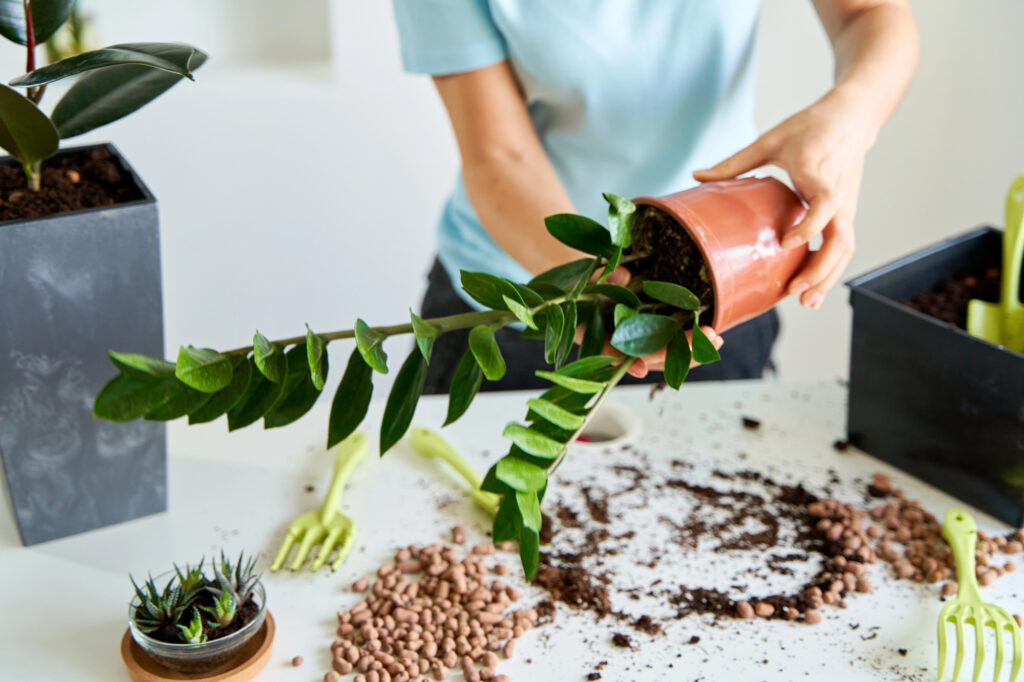 Glücksfeder – Die robuste Schönpflanze für Haus, Büro und Wintergarten