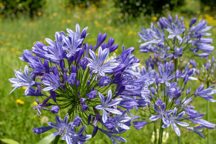 Agapanthus – Die Schmucklilie als mediterraner Akzent im mitteleuropäischen Garten