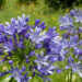 Agapanthus – Die Schmucklilie als mediterraner Akzent im mitteleuropäischen Garten