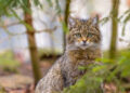 Wildkatze in Deutschland – vom Aussterben zur vorsichtigen Rückkehr