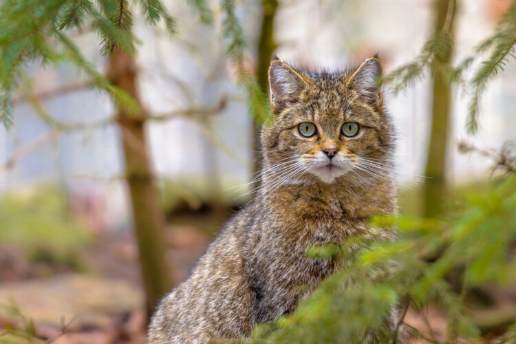 Wildkatze in Deutschland – vom Aussterben zur vorsichtigen Rückkehr