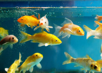 Neue Funde gentechnisch veränderter Zierfische in Deutschland