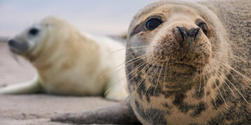 Abschlussbilanz der Seehund-Zählflüge im UNESCO Weltnaturerbe Wattenmeer zwischen Ems und Elbe – mehr Jungtiere