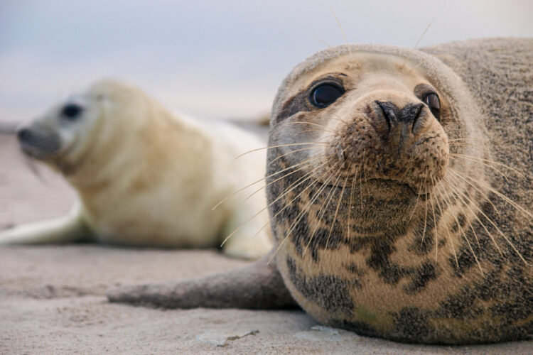 Abschlussbilanz der Seehund-Zählflüge im UNESCO Weltnaturerbe Wattenmeer zwischen Ems und Elbe – mehr Jungtiere