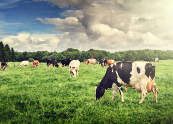Käse und Natur im Einklang: wie nachhaltige Weidewirtschaft das Klima schützt