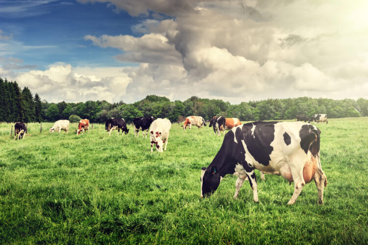 Käse und Natur im Einklang: wie nachhaltige Weidewirtschaft das Klima schützt